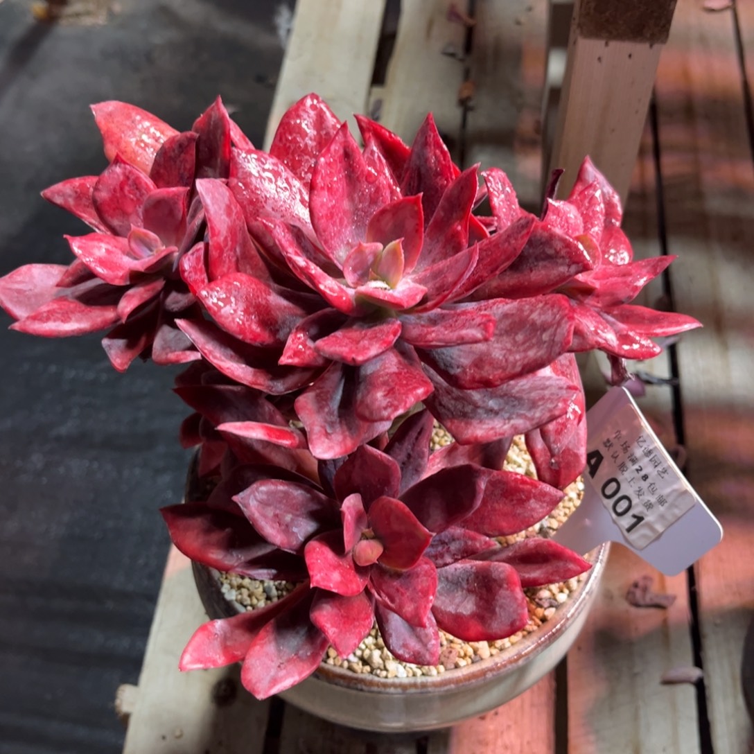 钻石锦duiyajunvlvlv