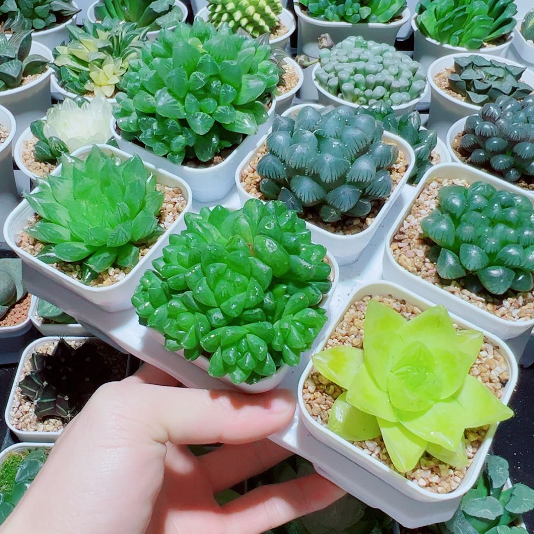 李***ღ福利，直播间6颗玉露拼盘，31.8