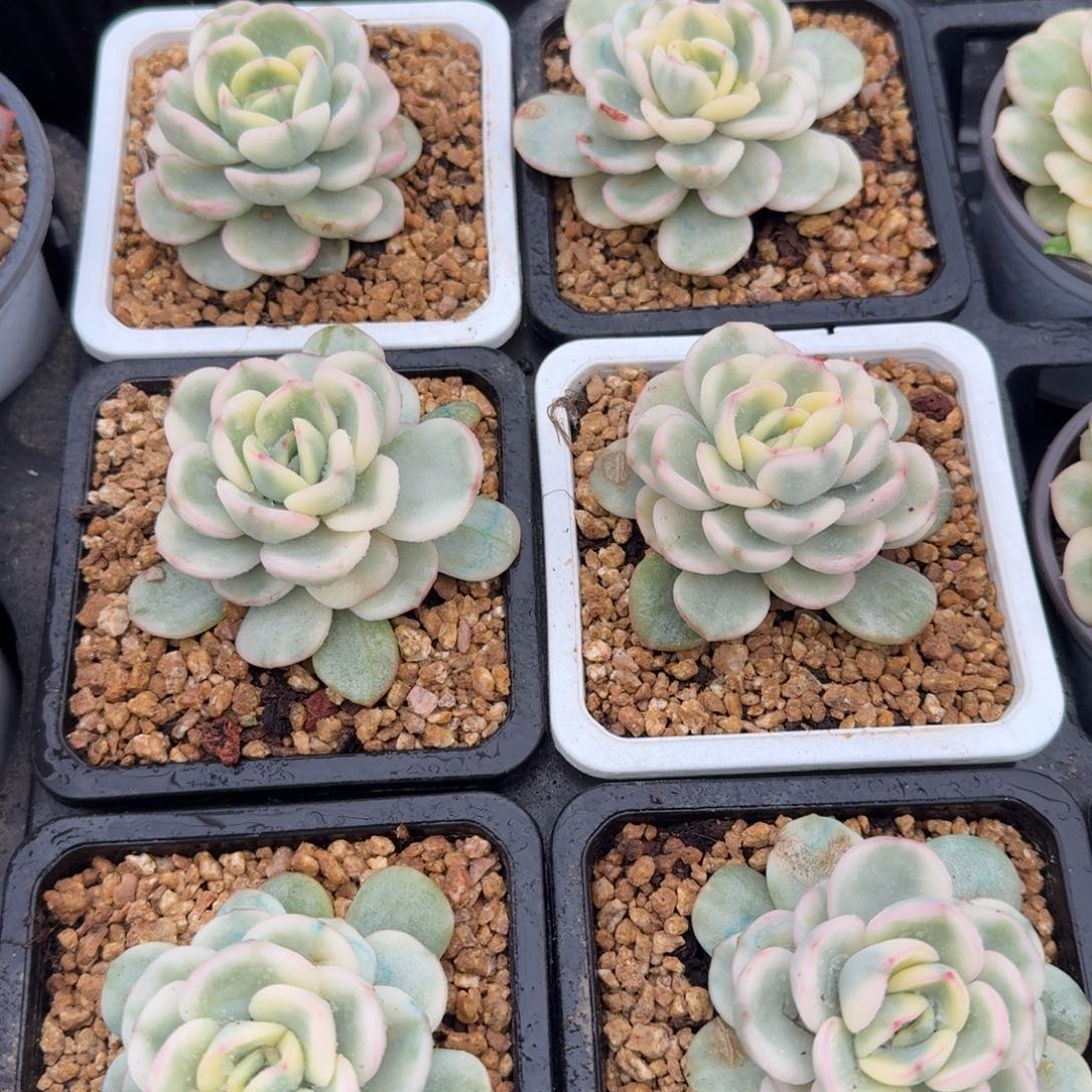 友谊锦，多肉锦多肉