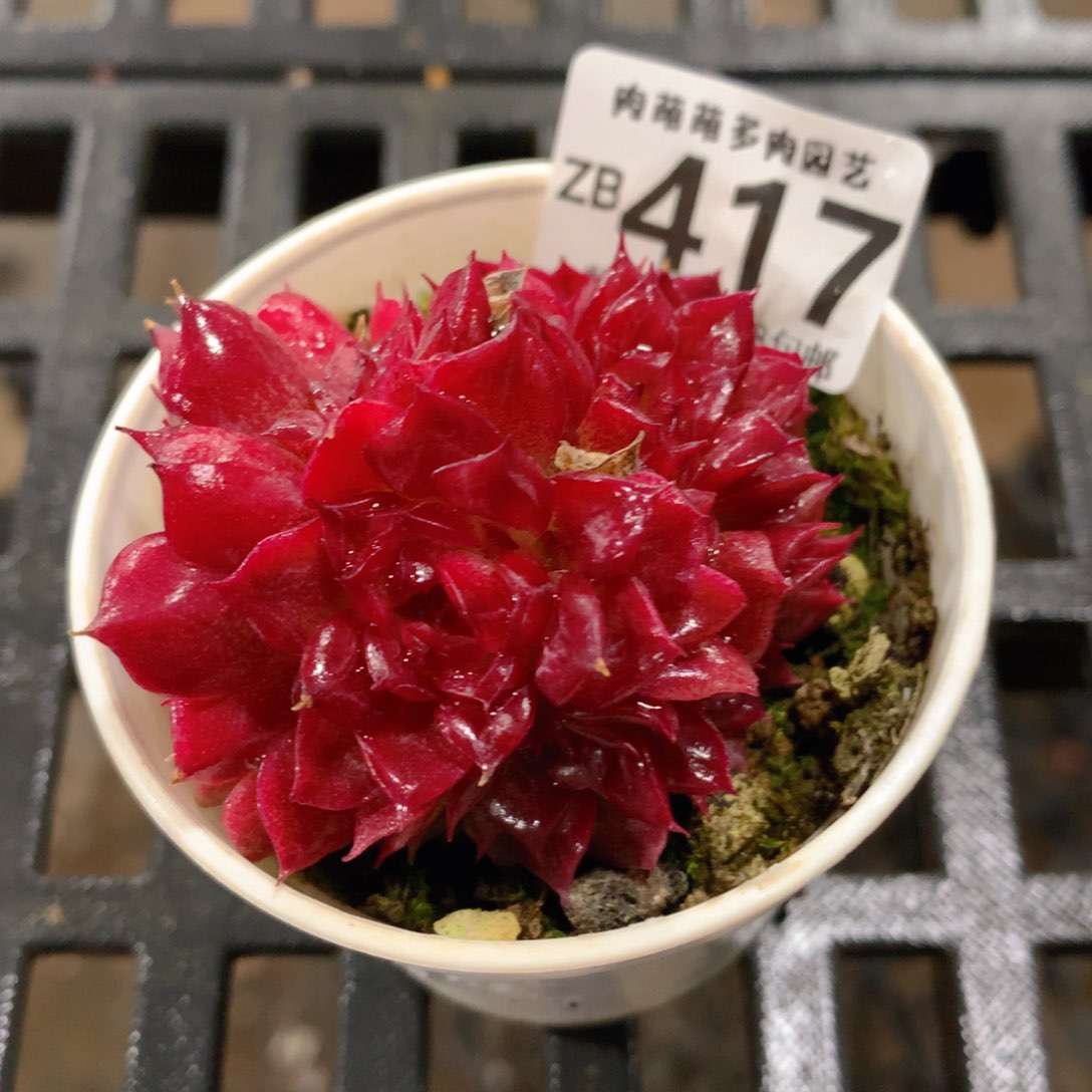 肉萌萌拇指盆精控多肉ZB417