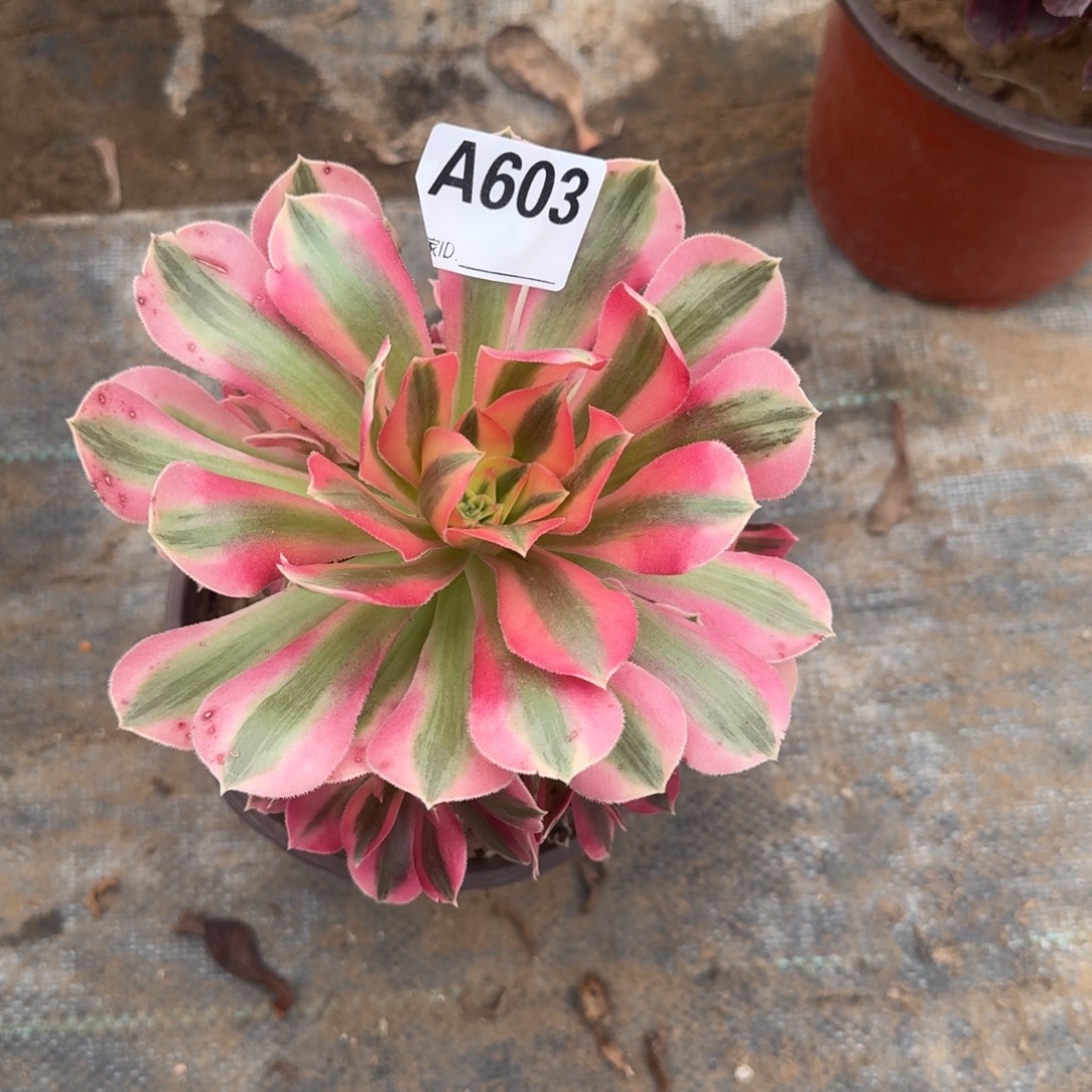 敏***心粉女巫一物一拍603