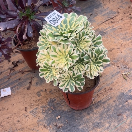 844迈巴赫不包断枝