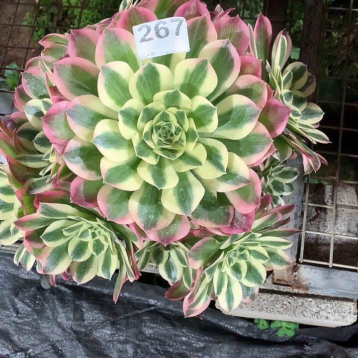 多肉法师法师多肉267