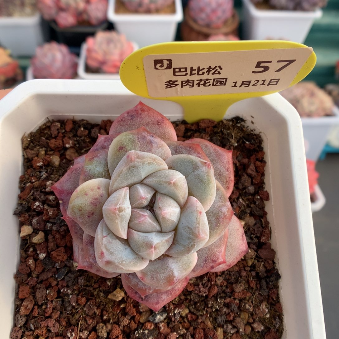 57粉钻锦母本级多肉植物