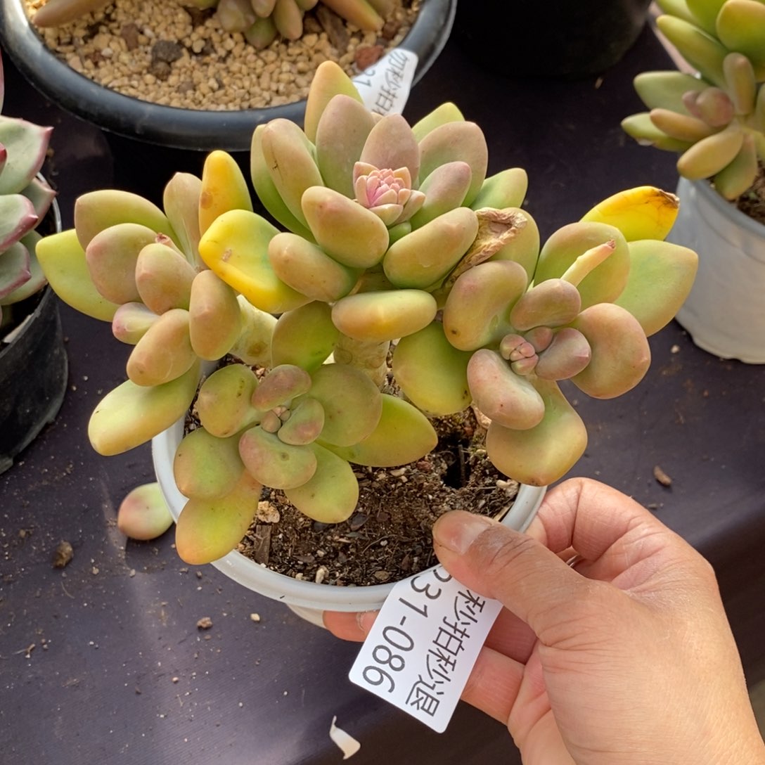 两单包邮1231-86芒果奶