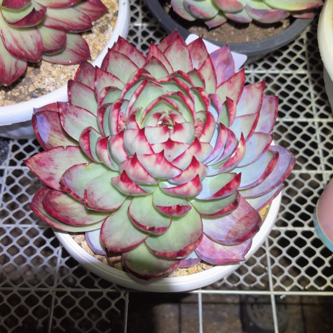 燕***哈哈哈哈哈哈哈哈哈哈哈好家伙好