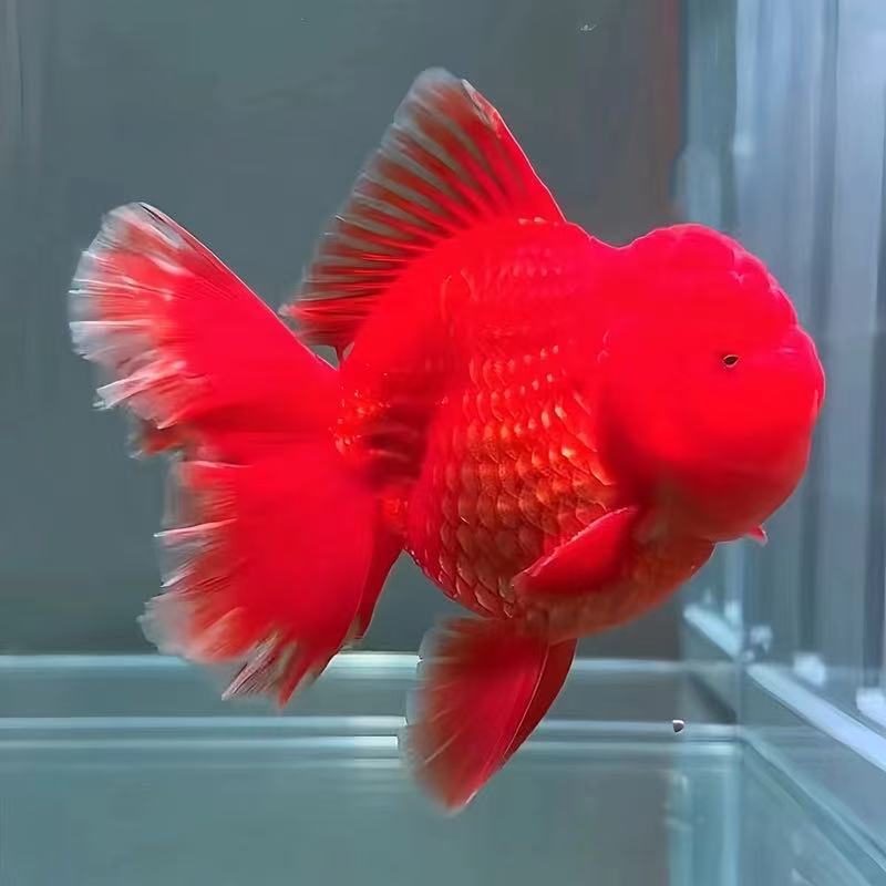精品百褶泰狮（运费专属）
