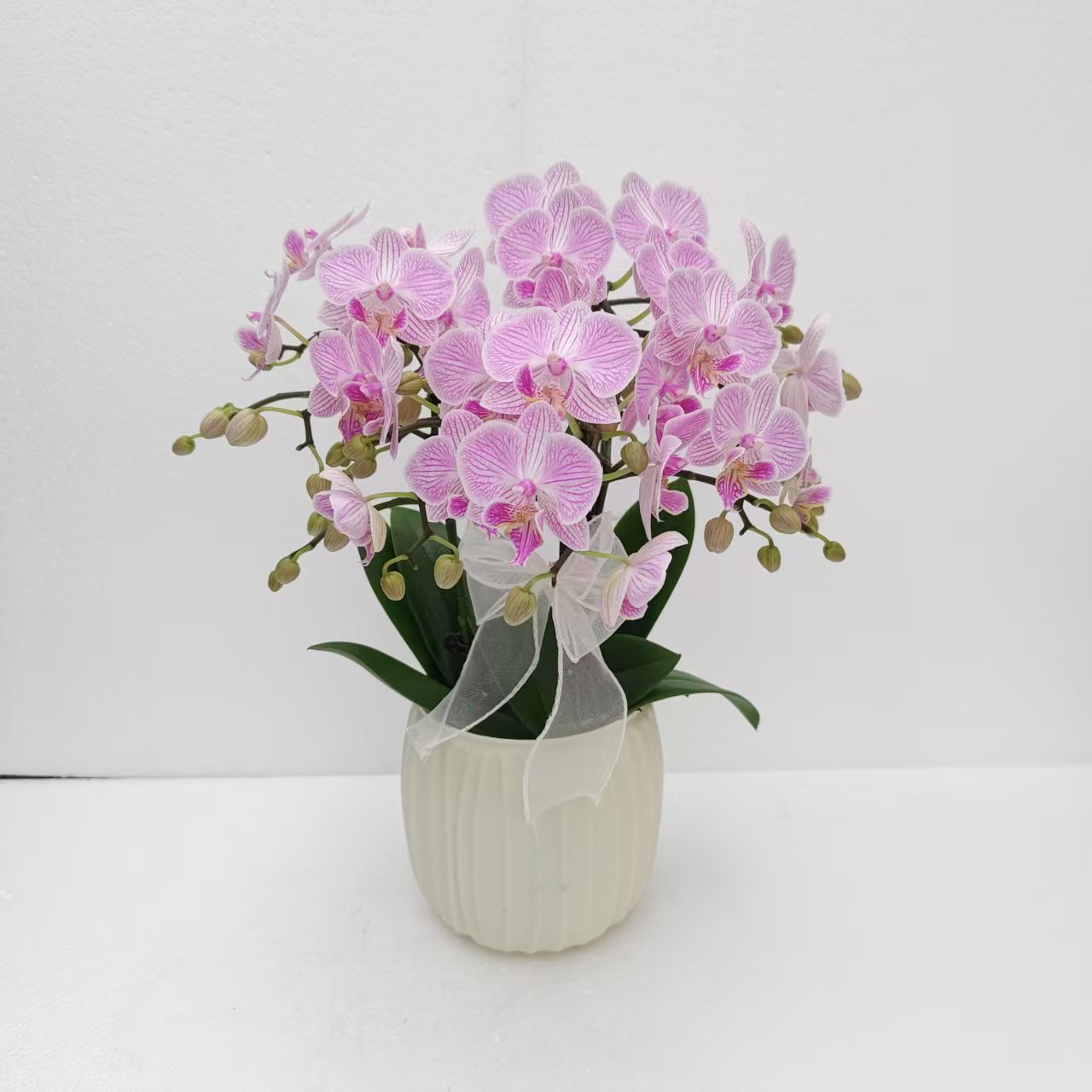 蝴蝶兰【樱花】粉色带线条室内种植观赏送礼带花发货