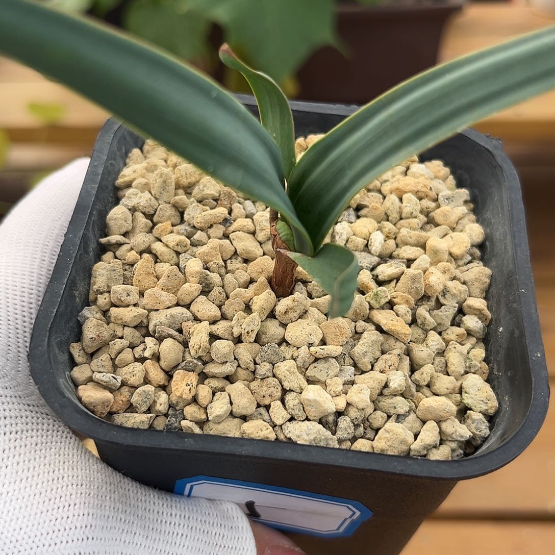 汤圆植物5百岁兰哈