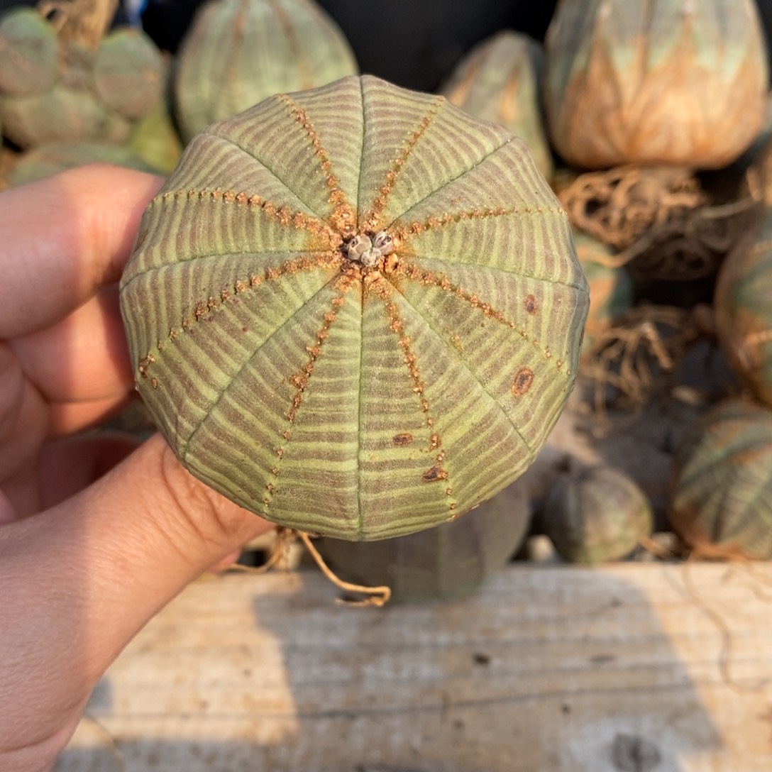 3 欧系实生布纹球多肉植物