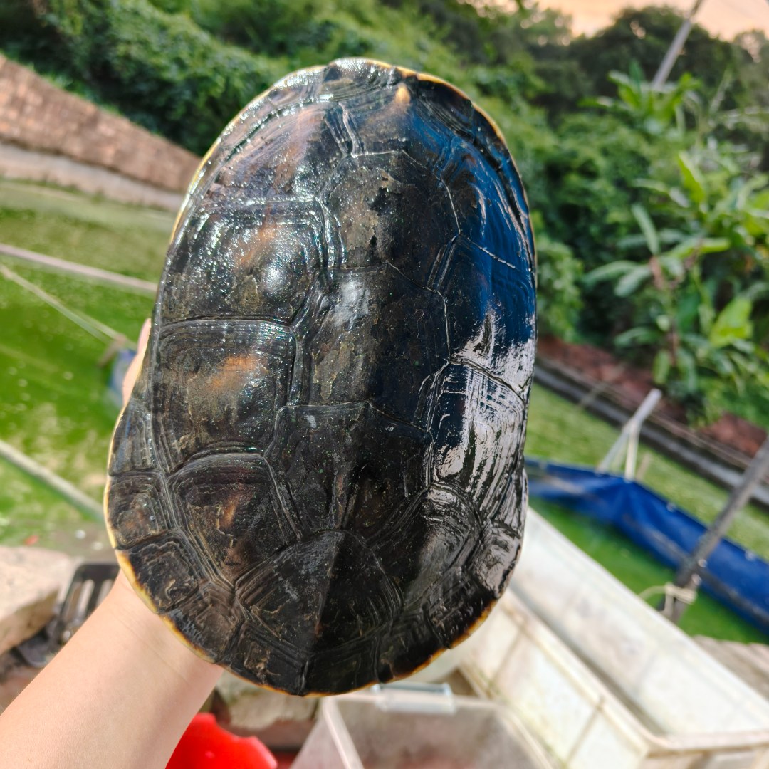 超萌花龟，珍珠龟，粘人龟直播链接