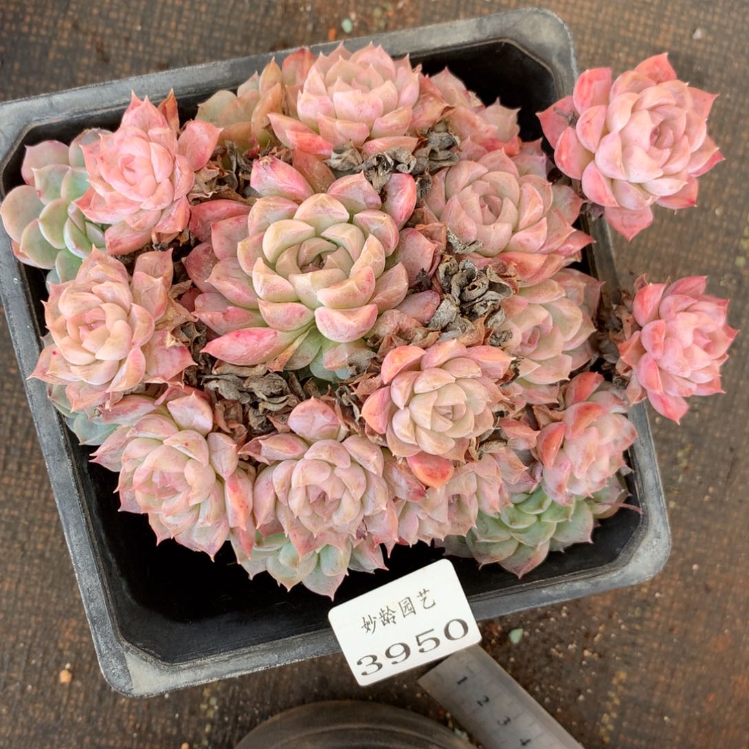 3950杂交精品基地14厘米