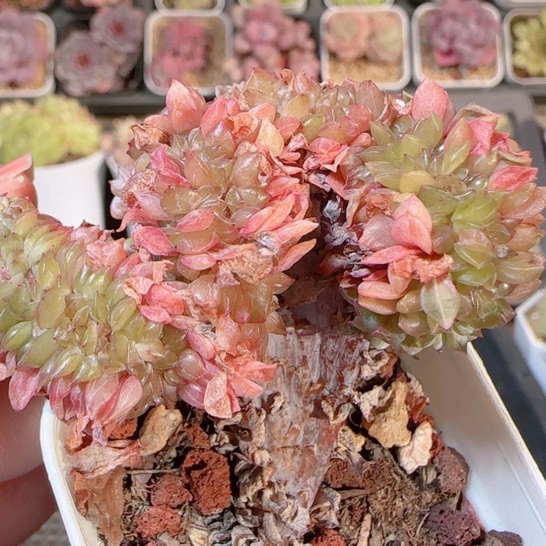 花语多肉1205-416绒金缀化