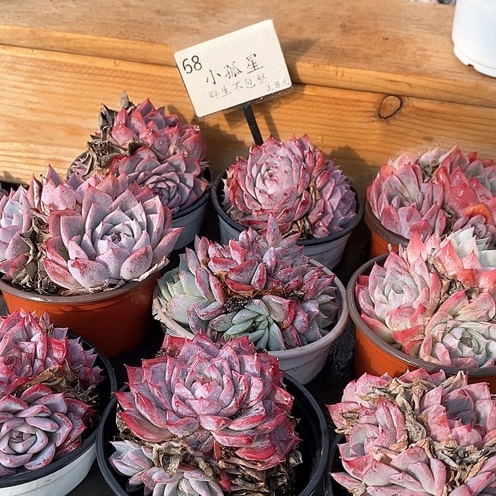 68小孤星群生不包整