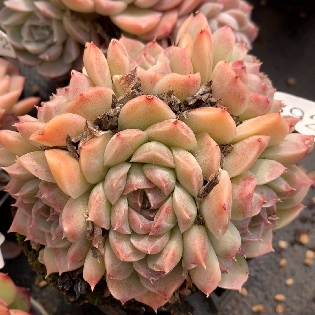 8925杂交多肉植物基地