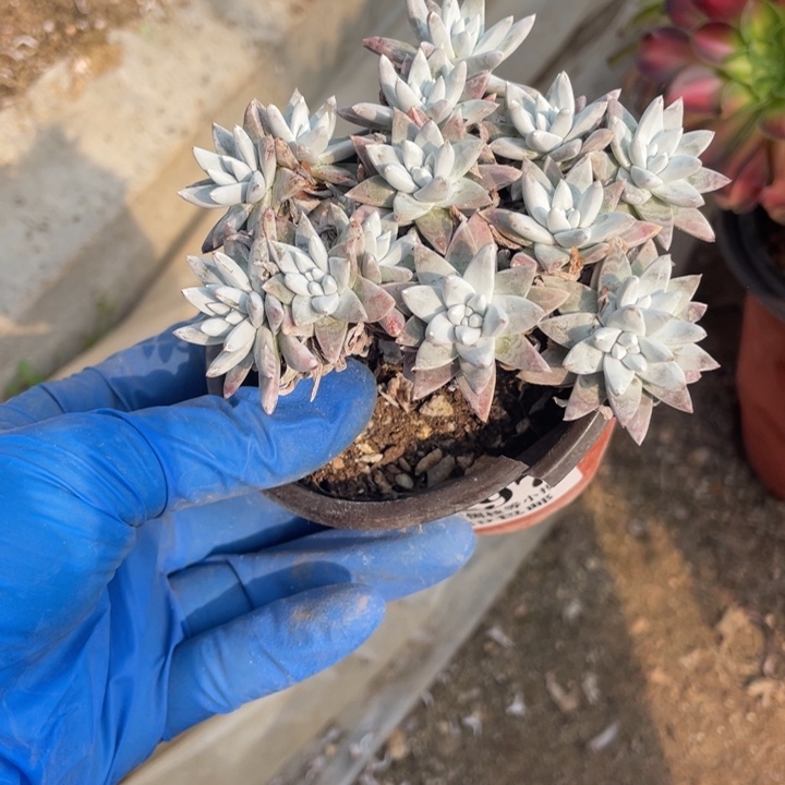 497号白菊多肉植物