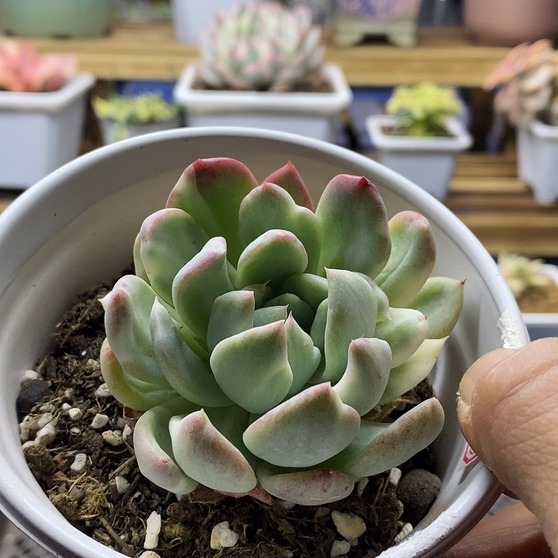 26127 冰魂锦多肉