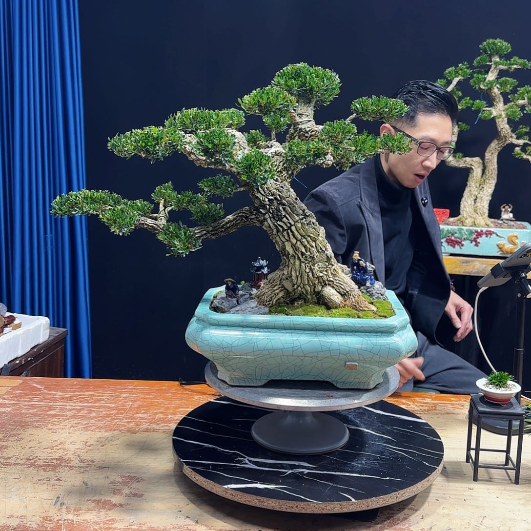 合*人黄杨室内室外盆景艺术