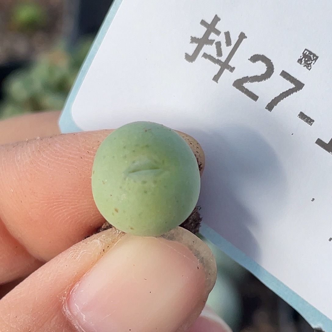 27-14鸭嘴兽苗多肉植物