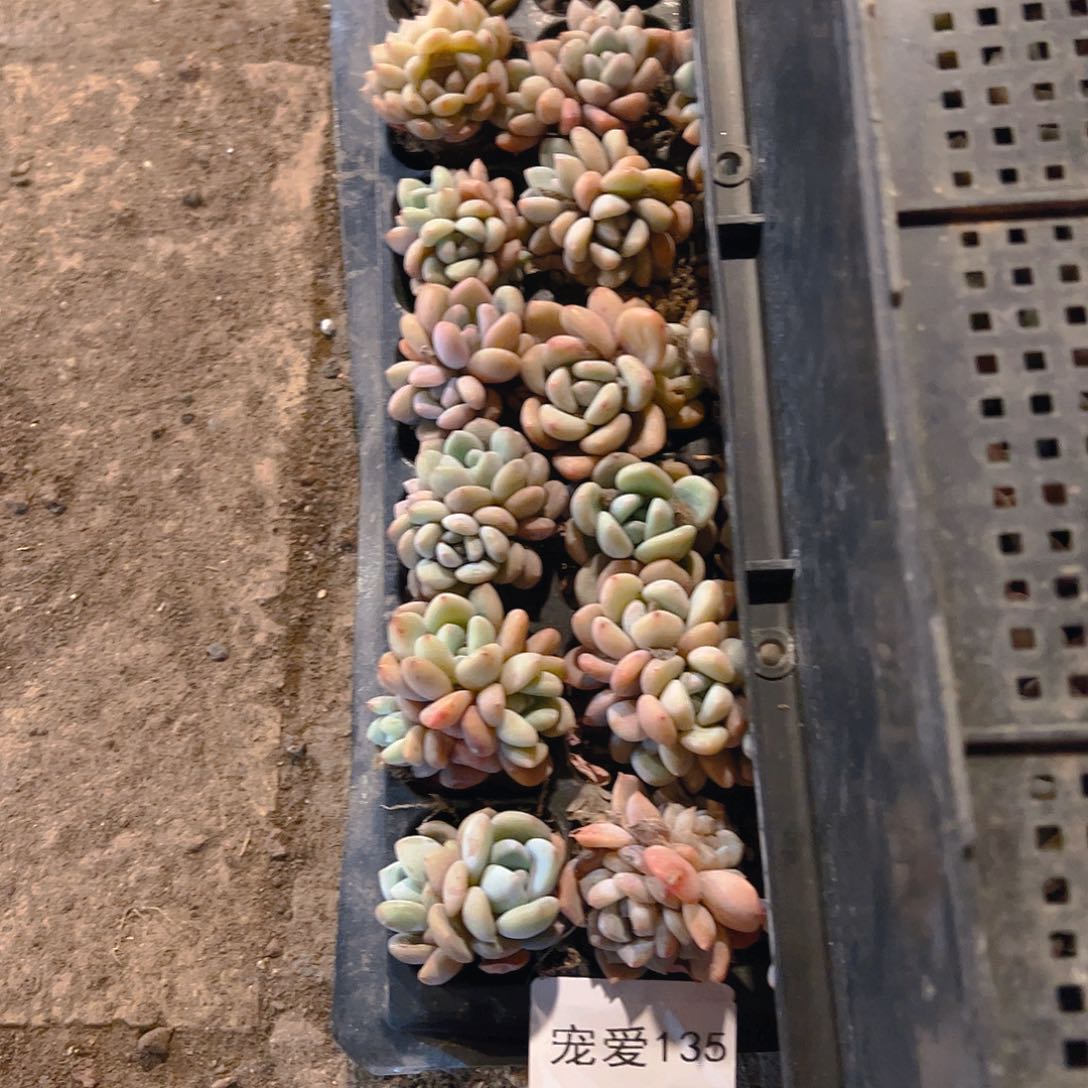 直播福利一物一拍135