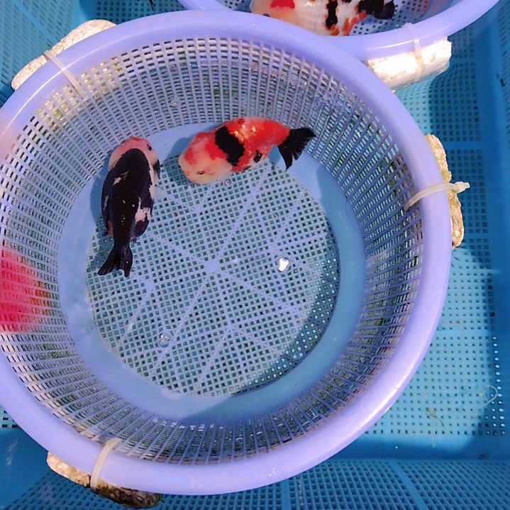 金鱼140兰寿两只特价顺丰包邮