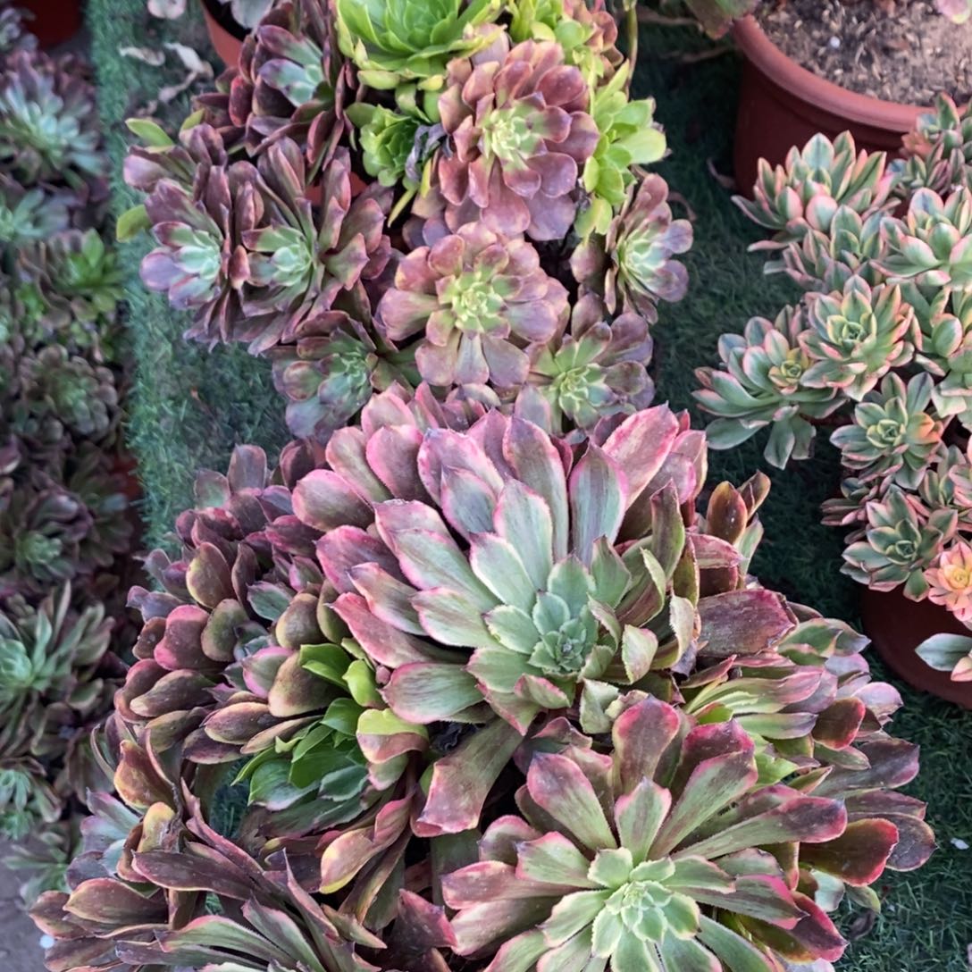 不开花植物花脸粉黛2颗多肉多肉