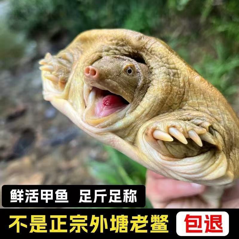 3只 7-6斤  汉寿外塘生态散养青背白底甲鱼   鲜活发货