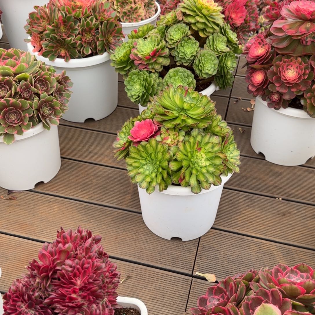 保温发货0度必拍的