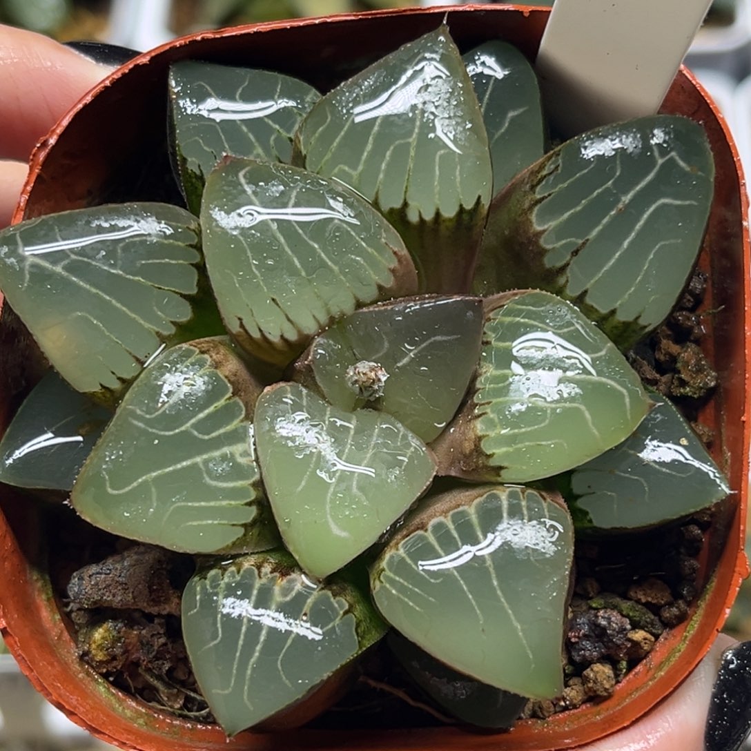 101天池克福利专场