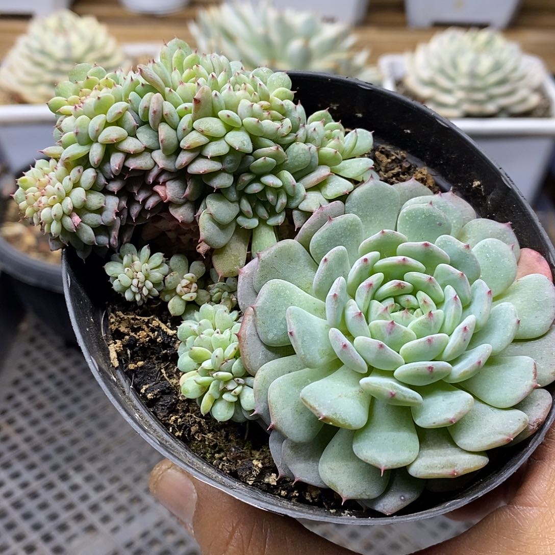 20118 白胖子缀化