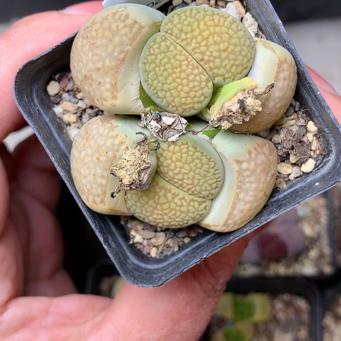 D170多肉植物保护研究所