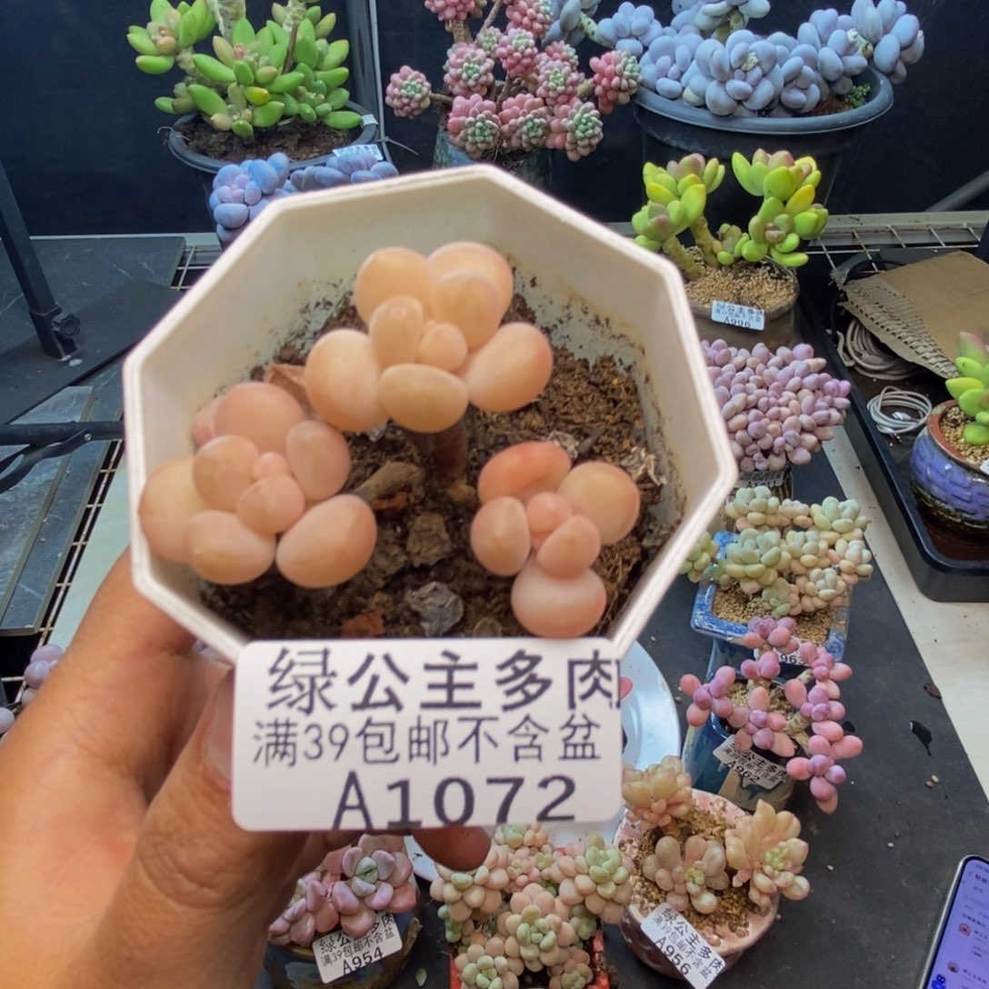 甜***力072萤火虫多肉4c m