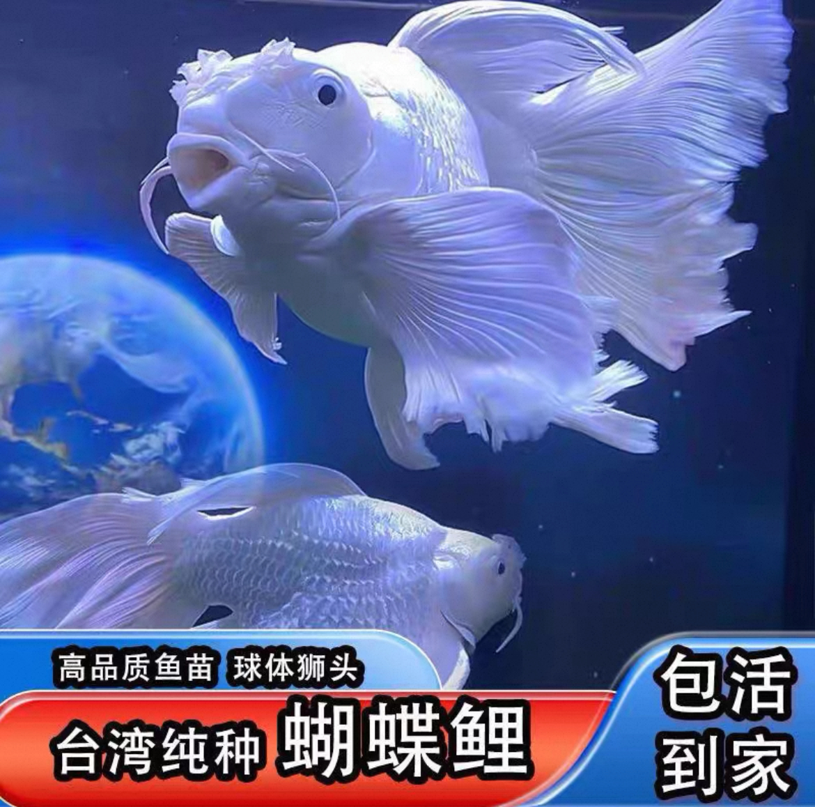 H20-25厘米正宗台系蝴蝶鲤石膏白短身元宝大鳍大尾好养耐活可混养