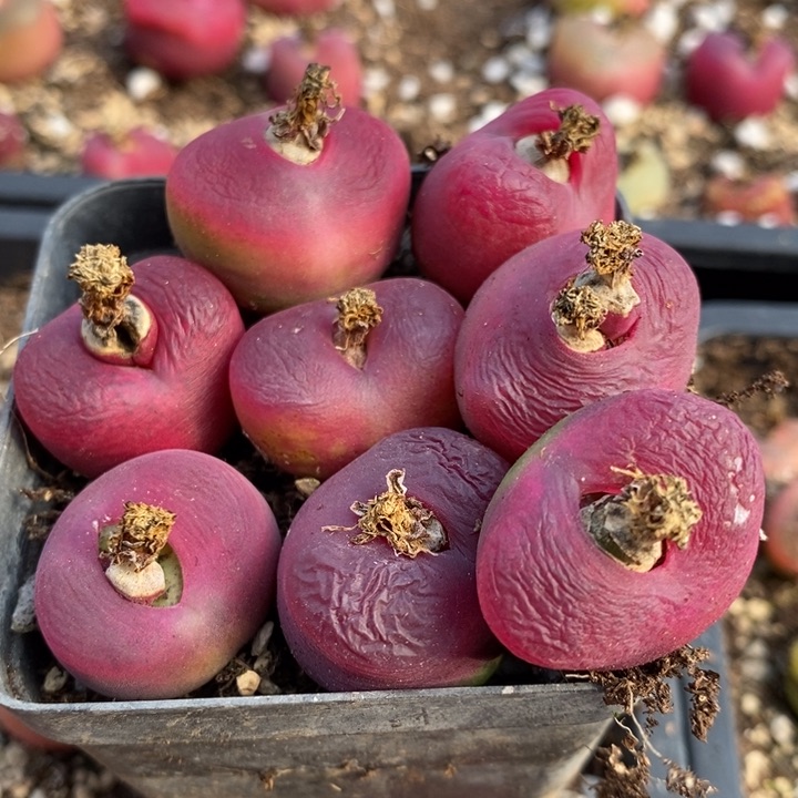 29116一组一组一组