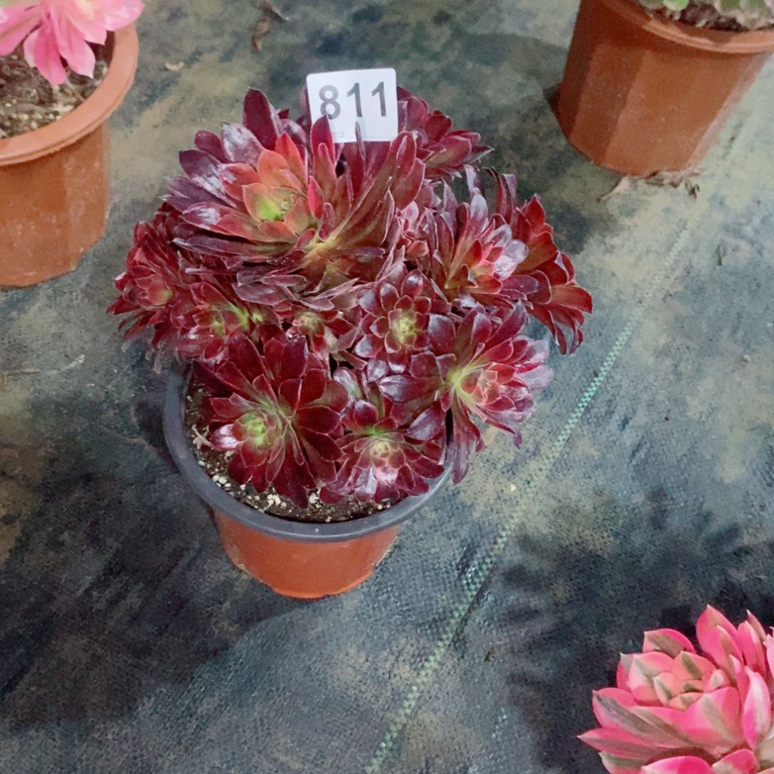 一***，糖果安娜811多肉1111