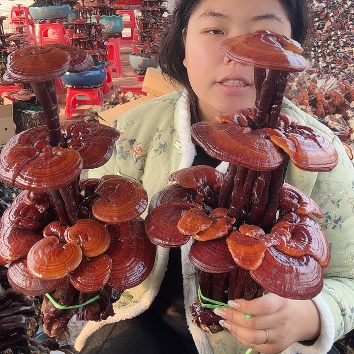 无花朵霸***。灵芝花开了吗