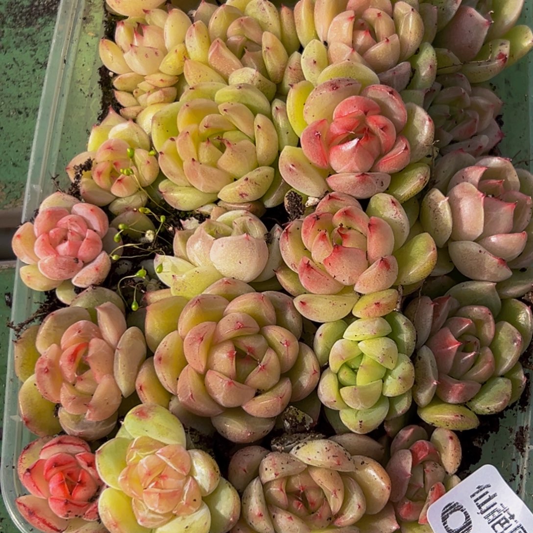 048多肉葡萄的味道是什么味道