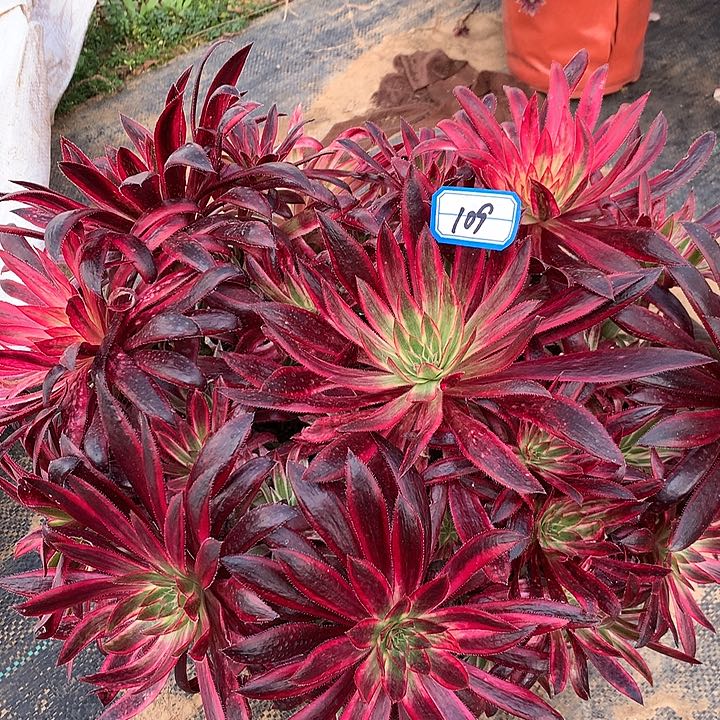 惊红多肉植物109
