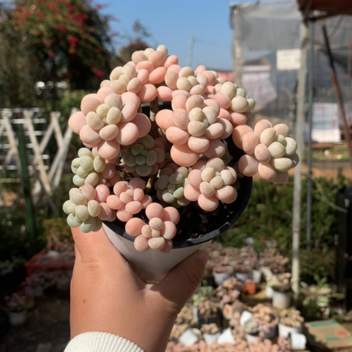 超A级松果洛可可老桩多肉植物9-12cm