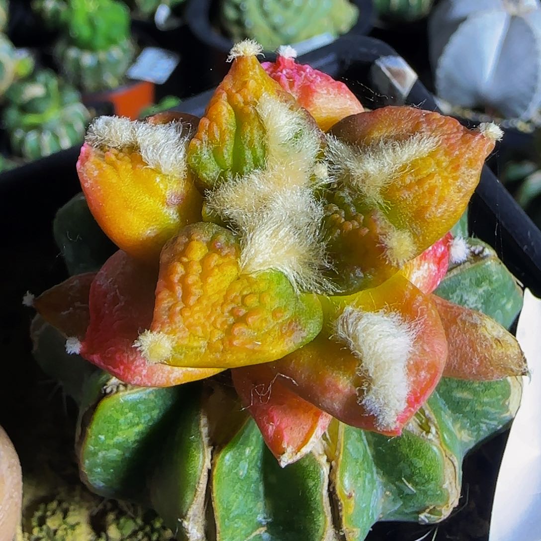 龟甲锦082仙人球开花