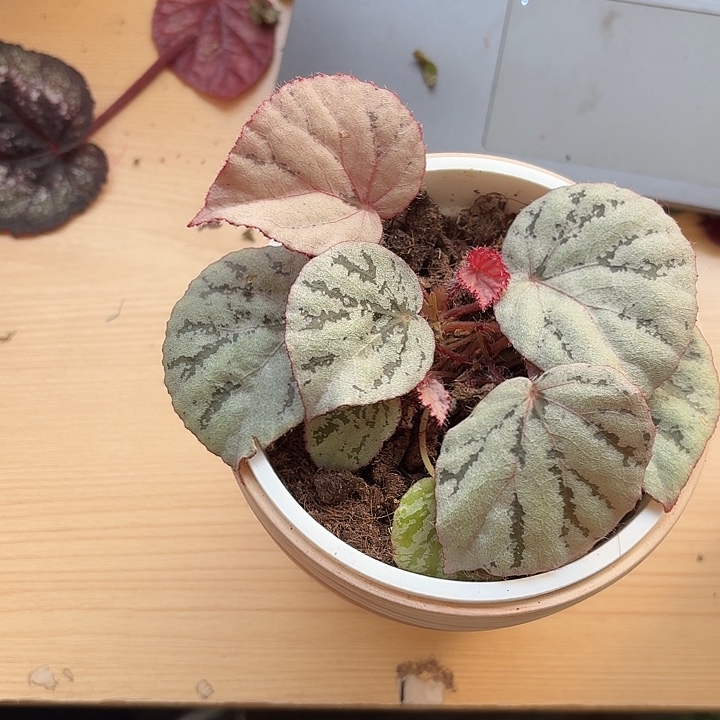完全开放蜜桃秋海棠