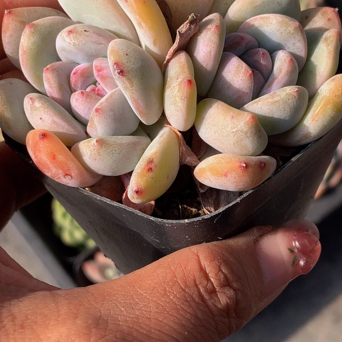 蜜桃双头 5颗 （11元包邮不满11发叶子不售后）