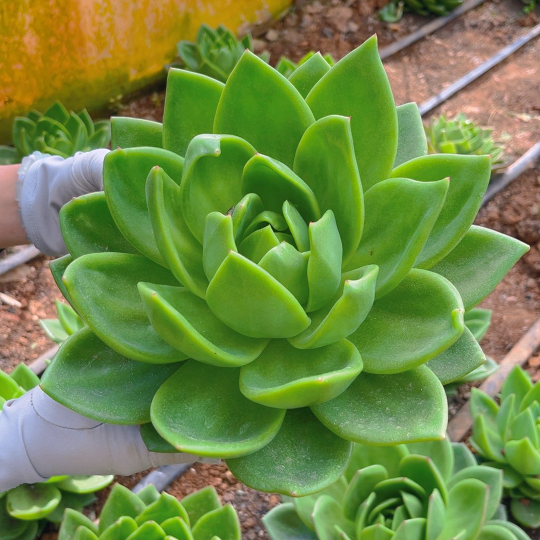 24公分99999889999999