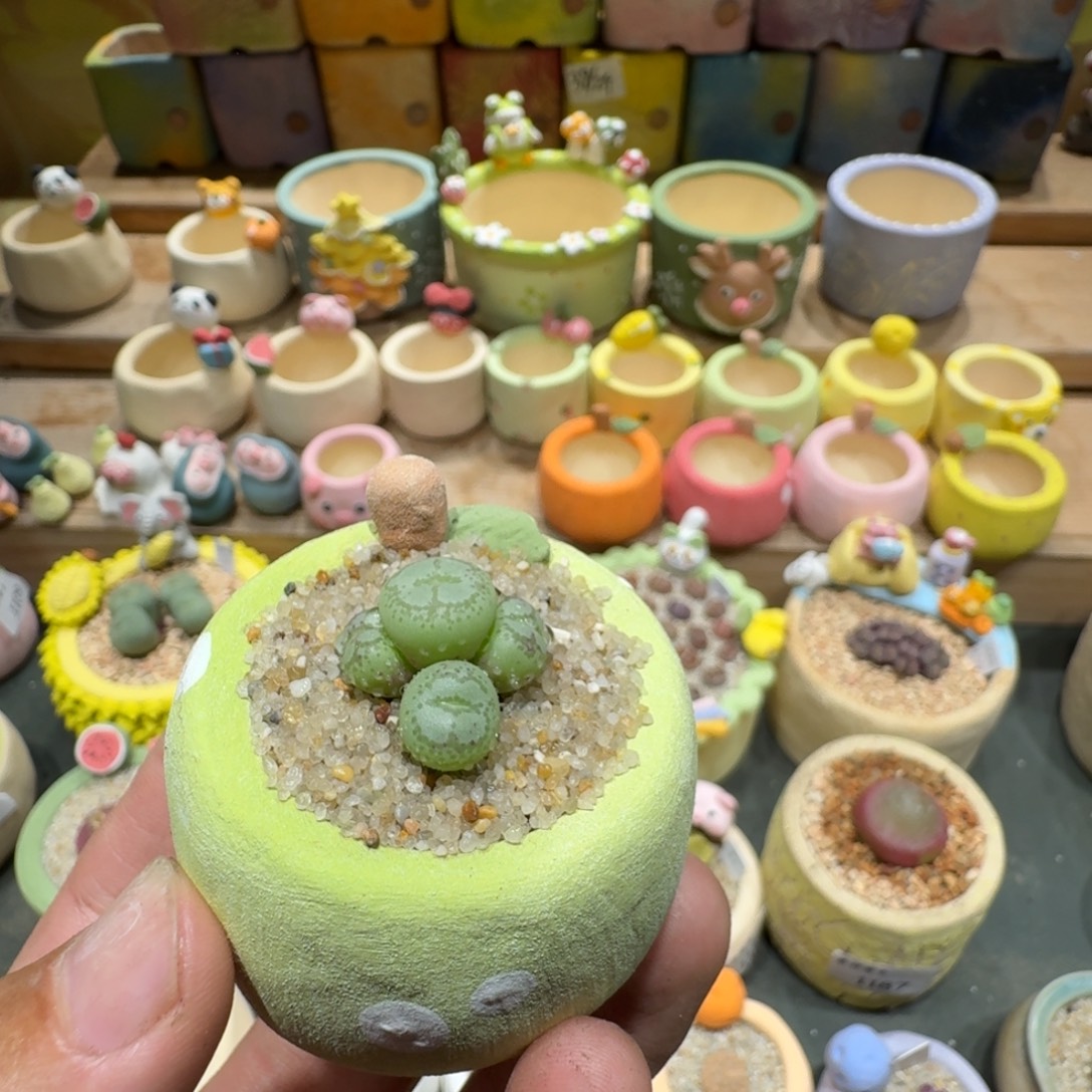 雨***點蘑菇1214猴脸多肉植物