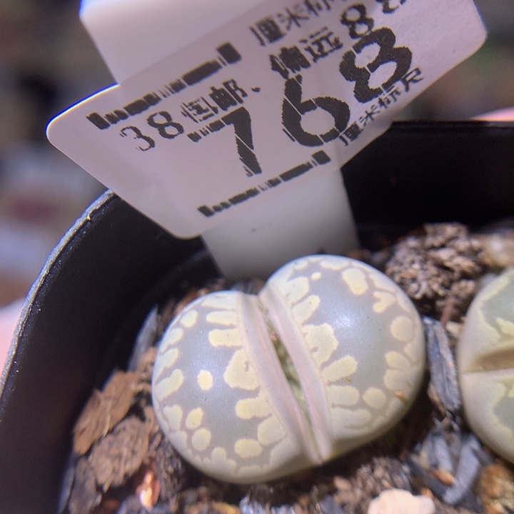 Sss精品生石花768