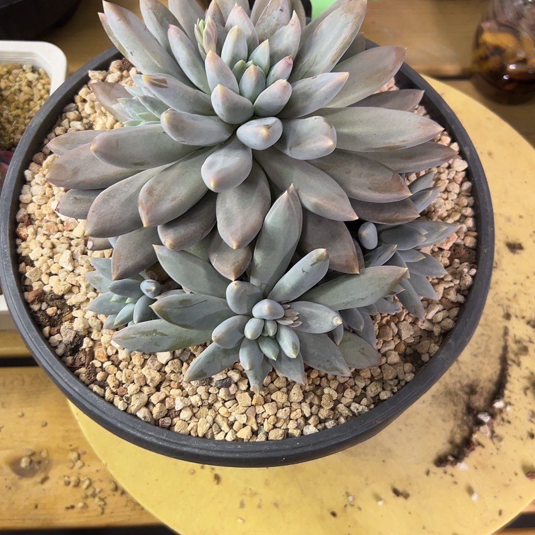 32核桃。 萝莉。   多肉。