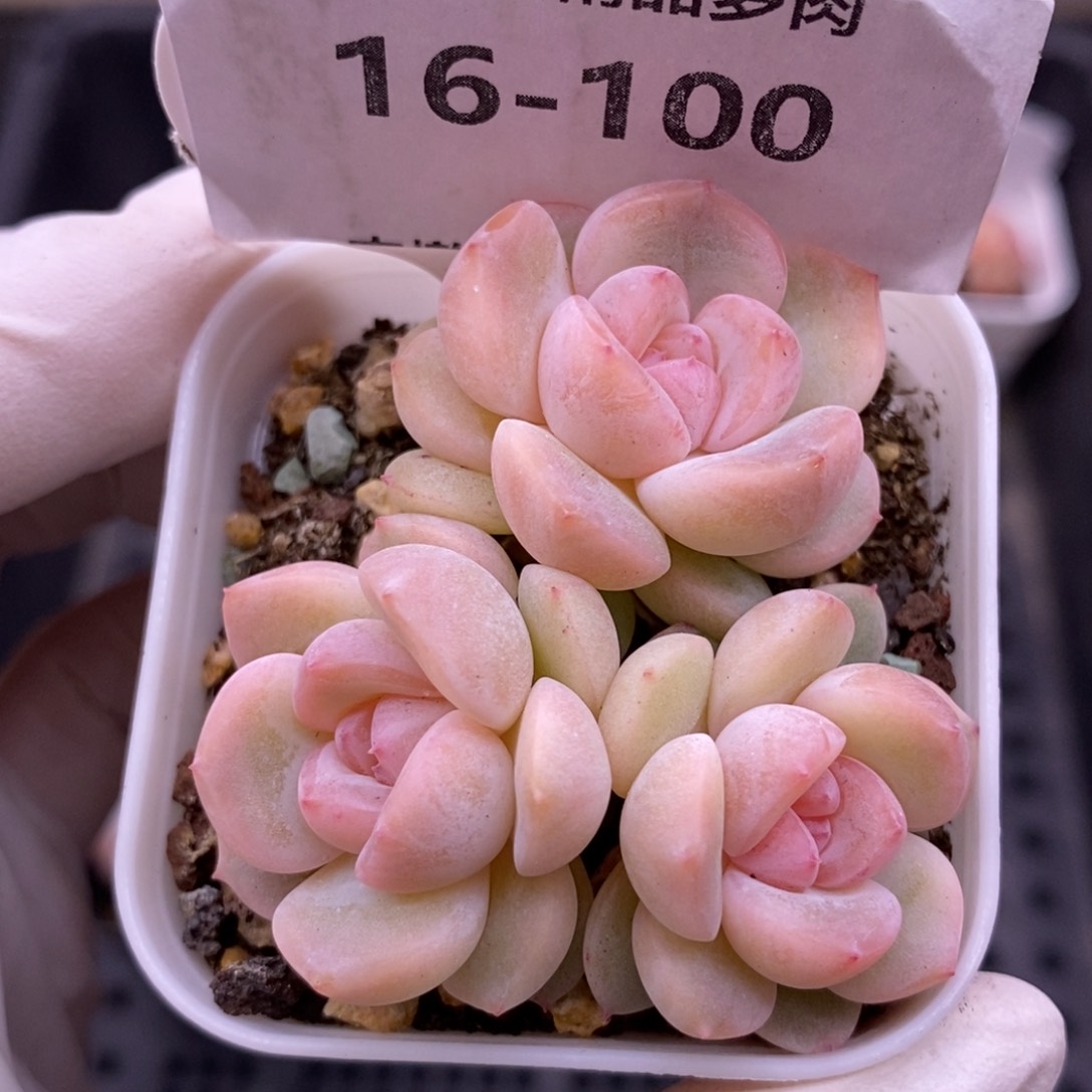 【闪购商品】16-100刚毅