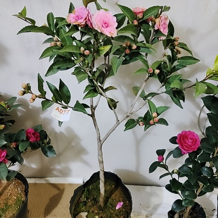 大部分开放少量花苞紫丁香077