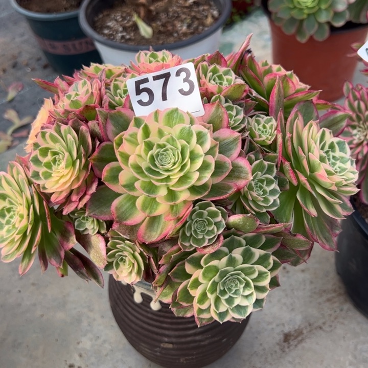 573海王20厘米左右