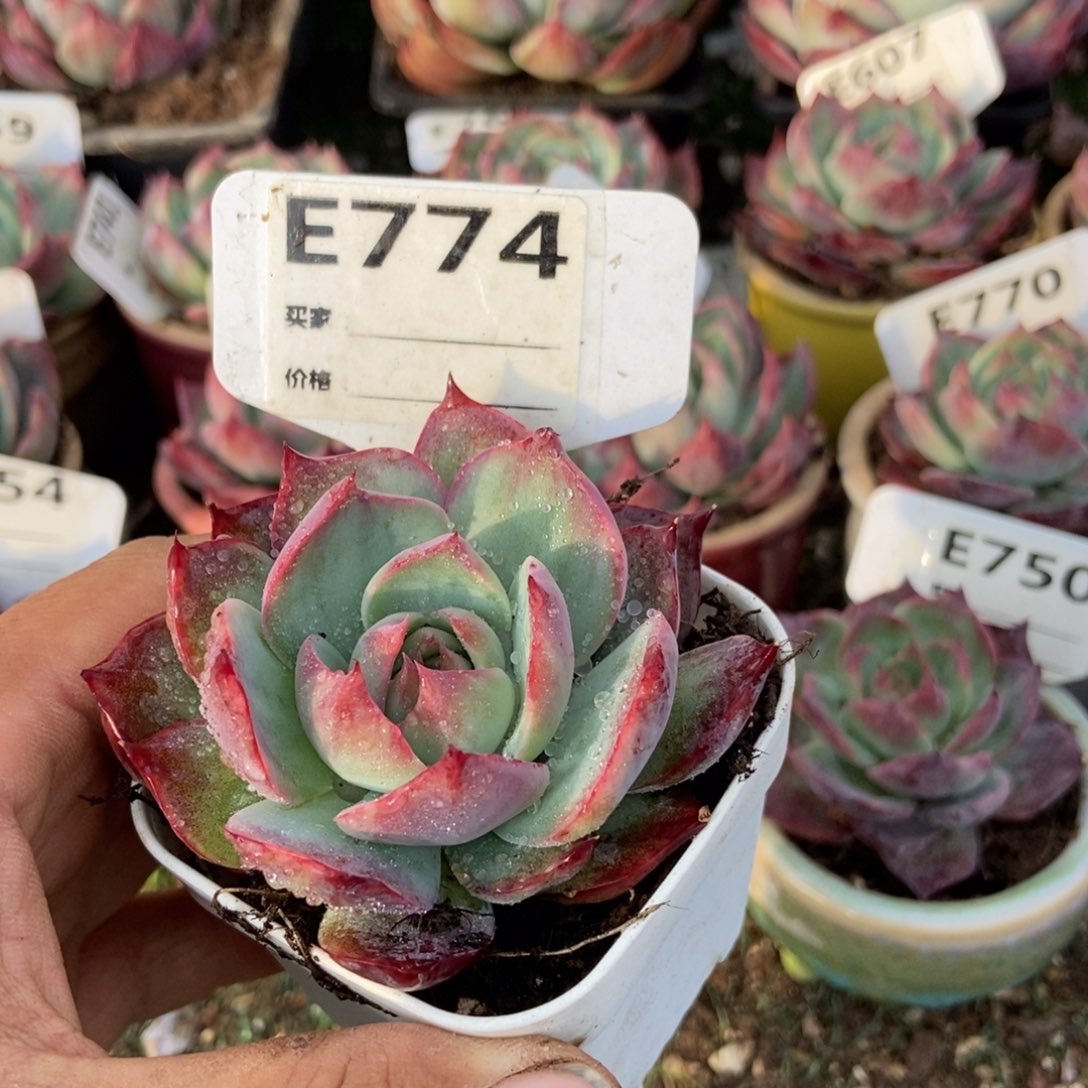 惊鸿一瞥774号多肉